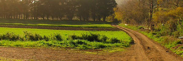 Gleaning at Green Gulch Farm, October 14